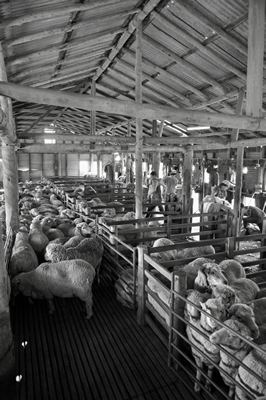 Steam Plains Shearing 022302 © Claire Parks Photography 